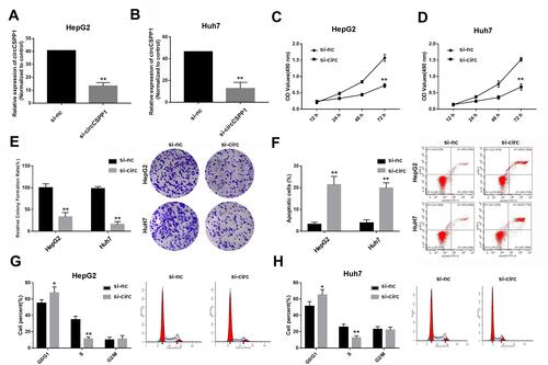 Figure 2 Knockdown of circCSPP1 inhibits the proliferation of liver cancer cells. (A and B) qPCR was performed to evaluate the expression levels of circCSPP1 following siRNA transfection into HepG2 and Huh7 cells (n=3). (C and D) The MTT assay was used to detect the proliferation of liver cancer cells following transfection (n=6). (E) The transwell assay was performed to evaluate the invasion ability of liver cancer cells. Flow cytometry was used to assess cell apoptosis (F) and the cell cycle distribution (G and H) of liver cancer cells (n=6). The arrows point to where the peaks are in panels (G and H). *p<0.05 vs si-nc group, **p<0.01 vs si-nc group.