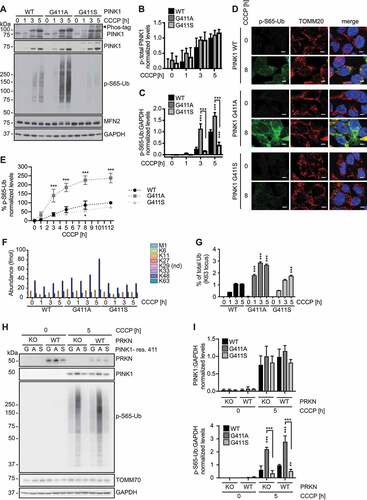 Figure 3. PINK1G411A gene-edited cells show enhanced Ub kinase activity. (A-C) Immunoblot analysis of gene-edited HEK293T cells expressing endogenous WT PINK1, PINK1G411A, or PINK1G411S. Cells were treated with CCCP for the indicated times and lysates were analyzed by conventional or Phos-tag SDS-PAGE. A black arrowhead points to the aberrant autophosphorylation of PINK1G411S. (A) Representative immunoblots are shown alongside densitometric quantification of (B) phosphorylated PINK1 and (C) phosphorylated Ub as normalized mean ± SD from three independent experiments. (D) For immunofluorescence analysis, cells were seeded on glass coverslips, left untreated or treated with CCCP and stained with antibodies against p-S65-Ub (green) and TOMM20 (mitochondria, red). Nuclei were stained with Hoechst 33342 (blue). Scale bars: 5 µm. (E) p-S65-Ub levels were measured by Meso Scale Discovery ELISA. Shown is the mean ± SD from four independent time course experiments. Curves showed significant differences: WT vs. G411A p < 0.0001; WT vs. G411S p = 0.01. (F, G) Targeted, quantitative proteomics of total Ub and p-S65-Ub from mitochondrial fractions of three independent experiments. (F) Absolute quantification (AQUA) of Ub was achieved using heavy reference peptides to determine the individual Ub linkages found on mitochondria at the given times in each cell line. Values shown for each linkage type were normalized to total Ub. Abundant Ub species included K11 (Orange), K48 (dark blue), and K63 (turquoise). (G) p-S65-Ub levels were quantified and are expressed as percent of total Ub (K63). (H, I) Immunoblot analysis and quantification of lysates from gene-edited HEK293T with or without endogenous PRKN expression. Cells were transduced with a lentivirus expressing Cas9 and a guide RNA targeting the start codon of the PRKN gene followed by antibiotic selection. Cells were then left untreated or treated with CCCP side-by-side with the respective parental cells. (B, C, E, G, I) Statistical analysis was performed with two-way ANOVA and Tukey’s post-hoc test. Asterisks on top of data points indicate statistical difference to WT PINK1, while comparison between PINK1G411A and PINK1G411S is indicated by brackets (* p < 0.05, ** p < 0.005, *** p < 0.0005).