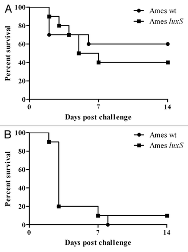 Figure 4. Loss of LuxS AI-2 synthase activity does not affect B. anthracis virulence in mice. There was no statistical difference between the survival curves for BALB/c mice challenged with B. anthracis Ames luxS spores (squares; n = 10) or wild-type spores (circles; n = 10) regardless of whether the spores were administered intranasally (A) (~2.65 × 106 spores; p = 0.72) or intraperitonally (B) (~2,700 spores; p = 0.49).