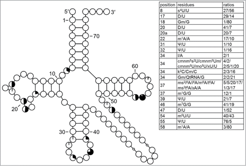 Figure 4. Modification profile for tRNA sequences from Gram-positive bacteria (72 sequences from 9 species). For the description of the tables and cloverleaf content see the legend for Figure 3. The numbering of the residues is presented in Figure 1. Among sequences considered for this group there are 2 tRNAGly isoacceptors from Staphylococcus epidermidis which probably do not function in protein synthesis.Citation59 These 2 lack the conserved pseudouridine in position 55. The list of species from which the analyzed tRNA sequences originate is provided in Supplementary Table.1.
