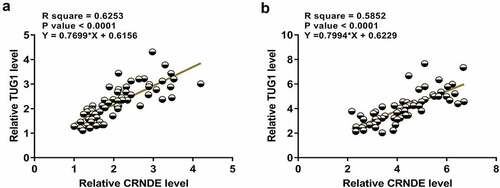 Figure 2. CRNDE and TUG1 were positively correlated. Pearson’s correlation coefficient was calculated to study the correlations between CRNDE and TUG1 across plasma samples from both sepsis patients (a) and healthy controls (b)