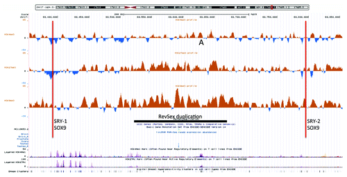Figure 1. An UCSC genome browser panel with custom tracks showing the differences in H3K4me3 (top), H3K27me3 (middle) and H3K9me3 (bottom) chromatin profiles between the 46,XX ovotesticular DSD male and his father in the area containing the RevSex duplication (marked with a black line). The curve displays the ChIP-on-chip signal of the index case after subtraction of the signal of his XY-father. The red lines mark the position of predicted SRY and SOX9 binding sites (“HMR Conserved Transcription Factor Binding Sites”), all with high Z-scores for SRY binding: 3.29 for SRY-1 and 3.13 for SRY-2. SRY-2 had in addition a high degree of genomic sequence conservation beyond the human/mouse/rat comparison that the Z-score calculations are based on; See the UCSC browser “Vertebrate Multiz Alignment & Conservation (46 Species)” track for details. A position of difference commented in the text is marked with “A.”