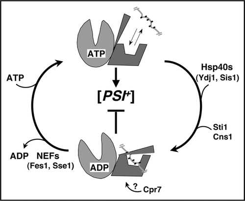 Figure 2 Hsp70 reaction cycle and its regulation by co-chaperones. When ATP is bound to the nucleotide-binding domain (light gray) the substrate-binding domain (dark gray) is in an “open” conformation and rapidly exchanges substrate, which is indicated as a short hydrophobic segment of a larger protein. Hydrolysis of ATP to ADP (downward arching arrow) induces a conformational change in the substrate-binding and C-terminal domains that traps substrate. Exchange of nucleotides (upward arrow, ADP release allows rebinding of ATP) restores the open conformation and release of substrate. ATP hydrolysis is rate limiting and is stimulated by Hsp40s, Sti1 and Cns1. ADP release is enhanced by nucleotide exchange factors (NEFs). How Cpr7 influences Hsp70 is unknown but its effects on [PSI+], which are additive with those of Sti1, are consistent with Cpr7 stabilizing the ADP-bound state. Altering the cycle to favor the ADP-bound state (e.g., stimulating ATP hydrolysis or inhibiting nucleotide exchange) impairs [PSI+].