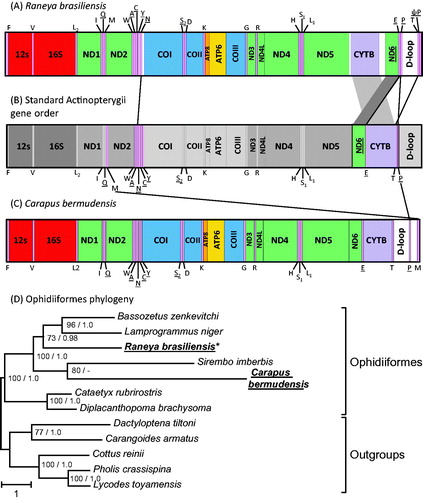 Figure 1. Linearized representation of Raneya brasiliensis mt gene order (A) compared with the typical Actinopterygii mt gene order (B) and with Carapus bermudensis mt gene order (C). tRNA genes are designated by single-letter amino acid codes. Genes that have undergone rearrangement in R. brasiliensis (A) and C. bermudensis (C) are connected with lines to their corresponding location in the typical Actinopterygii gene order (B). Genes encoded on the L-strand are underlined. The phylogenetic position of R. brasiliensis and C. bermudensis among Ophidiiformes was reconstructed based on mt protein-coding genes (D). All species possess the typical Actinopterygii mt gene order except R. brasiliensis and C. bermudensis, which are indicated in bold. Bootstrap supports above 50% and Bayesian posterior probabilities are indicated near the corresponding nodes, separated with a slash. The mt sequence of the specimen obtained in this work is indicated in bold and with an asterisk.