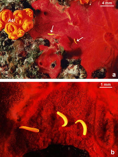 Figure 6.  Astroides calycularis. Planula larvae photographed at 10 m depth during July 2004. (a) Two larvae (arrows) close to an adult colony. The red sponge is Spirastrella cunctatrix Schmidt, 1868. (b) Three larvae on a red sponge Spirastrella cunctatrix (Acl A. calycularis adult colony).