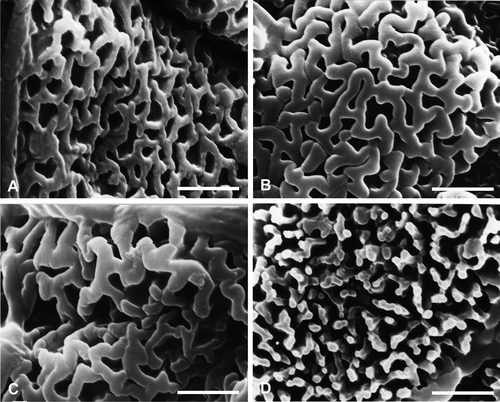 Figure 3. Types of walls in Habenaria species. A. Reticulum with rounded, thin, continuous muri of H. bractescens, and elastoviscin thread with pores. B, C. Coarse, thick muri in: B. H. paucifolia; C. H. secunda. D. Interrupted, broken, discontinuous muri, with granules over them, and isolated elements, possible pila in H. gourlieana. Scale bars – 3 μm.