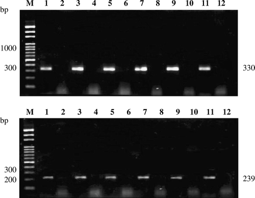 Figure 1.  Detection of ARV σC-encoding gene in ARV-infected chicken tissues by nested PCR. The σC-encoding gene of ARV in ARV-infected chicken tissues, heart, kidney, bursa, liver, tendon, and intestine (upper and lower panels; lanes 1, 3, 5, 7, 9, and 11) was detected by nested PCR. The expected sizes of first PCR (upper panel) and second PCR (lower panel) products were 330 base pairs and 239 base pairs, respectively. Mock-infected chicken tissues, heart, kidney, bursa, liver, tendon, and intestine used as negative controls (upper and lower panels; lanes 2, 4, 6, 8, 10, and 12). Lane M, Bio 100 DNA ladder™ molecular weight marker.