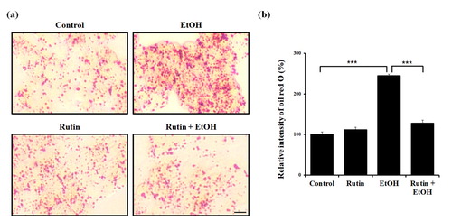 Figure 4. Rutin reduces lipid accumulation on HepG2 cells induced by ethanol. (a) Representative images of Oil Red O. HepG2 cells were incubated with 1% ethanol and/or rutin. Fatty acid accumulation was observed with Oil Red O. Images were acquired with Leica microscope (X40). Bar = 10 μm (b) Quantitative analysis of relative intensities of Oil Red O.