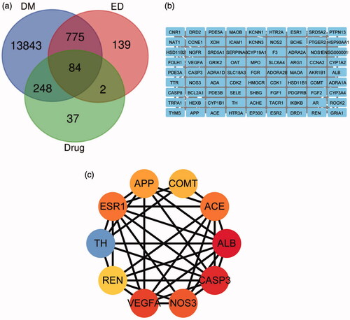 Figure 1. (a) Intersection of ABR + SV targets, diabetes mellitus targets, and erectile dysfunction targets; (b) PPI network built by Cytoscape (3.7.1); (c) PPI network processed by Cytoscape (3.7.1) plug-in (cytohubba).