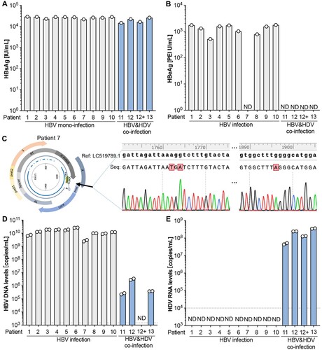 Figure 6. The dual fluorescence channel HBV/HDV detection system can reliably quantify HBV and HDV genome copy numbers in serum samples from HBV mono- and HBV-HDV coinfected patients. HBsAg (A) and HBeAg (B) levels in the sera from HBV+ (n = 10) and HBV-HDV dually infected patients (n = 4). (C) HBV genome cloning and sequencing of patient 7. A reference sequence (NCBI access number LC519789.1) was used for the comparison. Quantification of HBV DNA (D) and HDV RNA (E) copy numbers by the dual fluorescence channel HBV-HDV quantitative detection system. The dash lines show the low limit of the detection. ND, not detective.