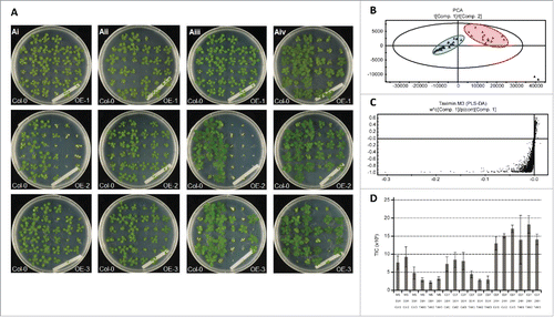Figure 2. (A) Cefotaxime alters the light stress response of TAX1-OE Arabidopsis thaliana lines. Arabidopsis plants cultivated in continuous (24-h; panel Ai and Aiii) or long day (16-h light/ 8-h dark; panel Aii and Aiv) light conditions on Basal MS (Ai and Aii) or MS supplemented with cefotaxime (Aiii and Aiv) for 21 days are shown. Each plate contains wild-type Columbia (Col-0) plants (left) and TAX-1 overexpression (TAX1-OE) lines on the right. Figure panels in Ai are reproduced from Colling et al.(2015).Citation3 (B-D) LC-ESI-IT-MS analysis of Arabidopsis wild-type (Col-0) and TAX1-OE (TAX) lines grown on Basal MS medium (MS) or MS medium supplemented with cefotaxime (CEF) in continuous light (24H) or a 16-h/8-h light/dark regime (16H). (B) PCA projecting the first (t[Comp. 2]) and second (t[Comp. 2]) principal components separates the plants growing in continuous light (red encircled) from those growing in a 16-h/8-h light/dark regime (blue encircled). (C) S-plot for correlation (p(corr)[Comp. 1]) and covariance (w*c[Comp. 1]) for a PLS-DA that separates the samples of plants growing in continuous light from those growing in a 16-h/8-h light/dark regime. (D) Average total ion current (TIC) of the peak corresponding to sinapoyl malate. The error bars designate SE of the mean (n = 3).