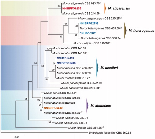 Figure 1. Phylogenetic tree of M. abundans NNIBRFG6649, M. aligarensis NNIBRFG6255, M. moelleri CNUFC-YJ13 and NNIBRFG1498, and M. heterogamus CNUFC-YR7 and NNIBRFG2739, and related species based on a maximum-likelihood analysis of ITS rDNA sequences. The sequence of Umbelopsis isabellina was used as an outgroup. Numbers at the nodes indicate the bootstrap values (>50%) from 1000 replications. The bar indicates the number of substitutions per position. The new isolates from the present study are shown in bold.