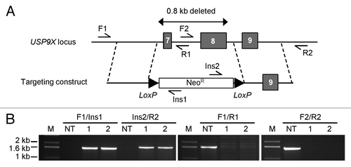 Figure 1. Targeted inactivation of human USP9X. (A) A targeting construct with two regions of homology flanking a selectable marker cassette (Neor) was designed to delete a 0.8 kb region containing exons 7 and 8 upon homologous integration. Primers that anneal outside the region of homology, within the region of deletion and within the selectable marker were used to identify recombinant clones. Following infection of target cells with the targeting rAAV and screening, multiple homologous recombinant clones were identified. (B) Shown are representative PCR products obtained with the indicated primer pairs. In this experiment, template DNAs were derived from one nontargeted clone (NT) and two homologous recombinants (1 and 2), all derived from HCT116 cells.