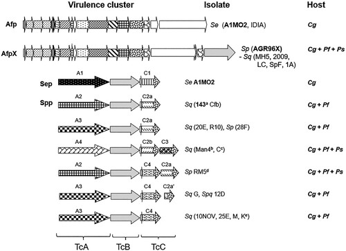 Figure 5. Schematic of the S. entomophila (Se), S. proteamaculans (Sp) and S. quinivorans (Sq) Afp and Tc variants and their associated C. giveni (Cg), P. festiva (Pf), and P. setosa (Ps) host. Patterned arrows de note the Tc (TcA1-A4, TcC1 – C4) variants. Relevant isolate identifiers are listed where bold text denotes the previously documented S. entomophila Sep and Afp and the S. quinivorans isolate 143, and AGR96X AfpX virulence-associated region. Isolate names are listed where superscript letters indicate: ano activity against Pyronota species, btransient activity against C. giveni, cno activity against C. giveni, transient activity against Pyronota species, dtransient activity against Pyronota spp., e Pyronota-active. Figure modified from Hurst et al. (Citation2021).