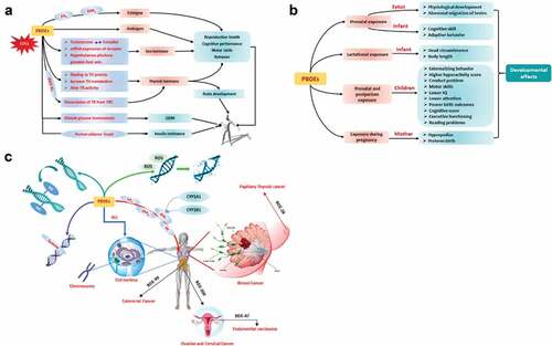 Figure 8. Toxicological pathways for polybrominated diphenyl ethers (PBDEs): (a) endocrine disruption; (b) development consequences; (c) carcinogenesis. Reproduced from Wu et al. (Citation2020), copyright (2023), with permission from Elsevier.