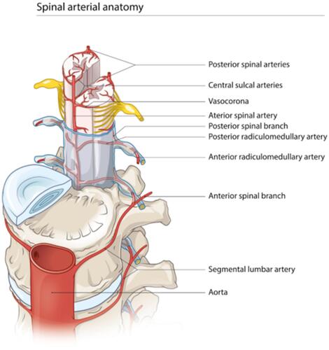 Figure 2 Schematic drawing of the vascular network supplying the spinal cord.