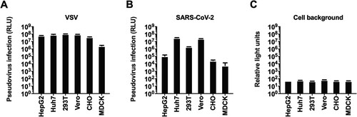 Figure 2. Selection of the cell line. Six types of cells were tested for VSV (A), and SARS-CoV-2 (B) pseudoviruses. The y-axis showed the absolute RLU value detected 24 h after pseudovirus infection. Cell backgrounds without pseudovirus infection were shown in figure C.