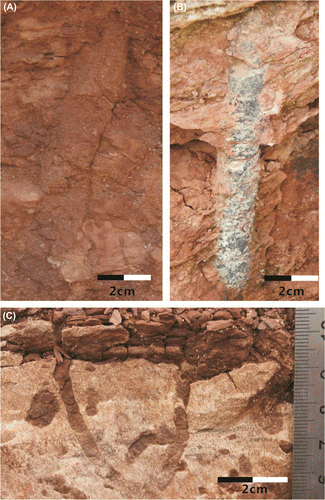 Figure 8. Occurrence characteristics of the trace fossils in the Upper Cretaceous of Xixia Basin. (A, B) Cylindricum isp., (C) Arenicolites isp.