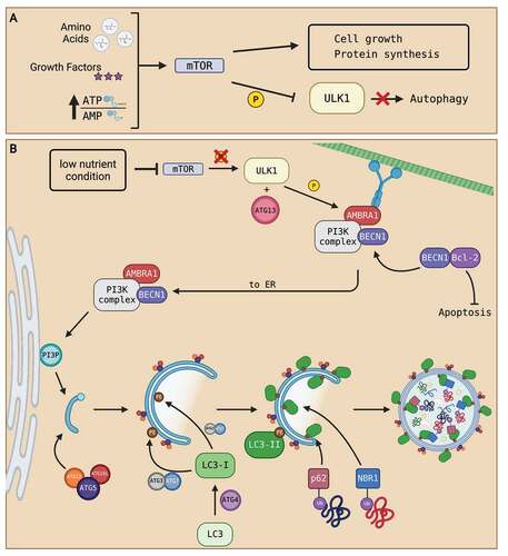 Figure 1. Summary of autophagosome formation. (A) Under nutrient-rich conditions (high abundance of amino acids, growth factors, and a high ATP:AMP ratio), cell growth signals converge to activate mTOR. The activation of mTOR phosphorylates ULK1 complex and deactivates it, resulting in the inhibition of autophagy. (B) Under nutrient-deprived conditions, mTOR activity is suppressed. Inhibition of mTOR prevents phosphorylation of ULK1 complex which activates autophagy. Activated ULK1, along with ATG13, phosphorylate downstream PtdIns3K complex subunits, like BECN1 and AMBRA1. The activation of autophagy dissociates BECN1 from BCL-2, freeing BCL-2 to prevent apoptosis and allow BECN1 to join AMBRA1 and the rest of the PtdIns3K complex located at the microtubule network. The phosphorylation of AMBRA1 frees the entire PtdIns3K complex from dynein motor unit at the microtubule network to allow translocation to the ER. Once at the ER, the PtdIns3K complex produces PtdIns3P that initiates the nucleation of a PG. Then, the ATG5-ATG12-ATG16L1 complex associates and attaches to the PG as the PG elongates to form an autophagosome. The ATG5-ATG12-ATG16L1 complex then recruits the binding of LC3-II to both the outer and inner membranes of the autophagosome. Processing of LC3 via ATG proteins and lipidation with PE on the autophagosome membranes transform LC3 into LC3-I then LC3-II upon lipidation. LC3-II proteins on the inner membrane recruit proteins like p62 and NBR1 that are attached to ubiquitinated proteins to bring in autophagosome contents. As contents are directed into the PG, elongation of the membrane eventually seals the membrane and creates an autophagosome. Created with BioRender.com.