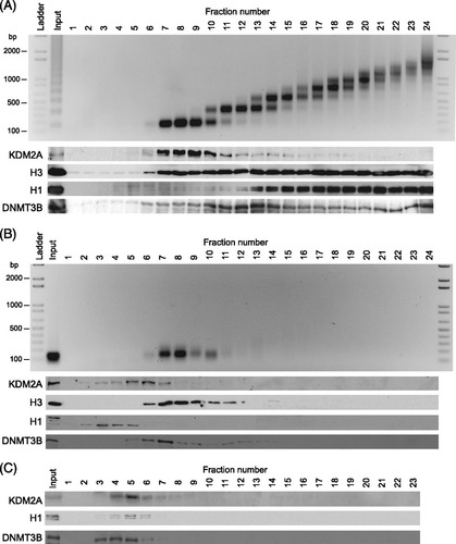 Fig 4 KDM2A interacts with linker DNA in vivo. (A) Nuclei were partially digested with micrococcal nuclease to produce polynucleosomes that contain linker DNA. Chromatin was separated by sucrose density gradient centrifugation. The gradient was fractionated from the top into 24 fractions. DNA was purified from each fraction and resolved by agarose gel electrophoresis (top panel), and proteins from each fraction were visualized by Western blotting (bottom panels). DNA and protein analyses include an unfractionated input sample representing 10% of material loaded onto the sucrose gradient. (B) As above, except that native chromatin was digested to completion with micrococcal nuclease to produce mononucleosomes lacking linker DNA. (C) Fractionation of chromatin-free nuclear extract.