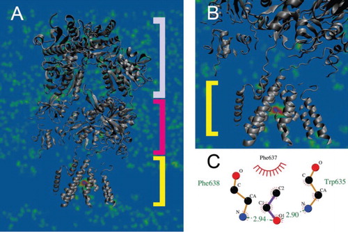 Figure 1. Average distribution density of ethanol molecules. (A) Ethanol molecules are distributed randomly within the extracellular space with no preference towards ATD (top component) or LBD (middle component), while showing a high affinity to the TMD (bottom component). (B) Within the TMD the highest distribution density is in a close proximity to amino acids M3 helix situated at positions from 630 to 655. (C) Ethanol interacts via a double hydrogen bond with Trp635 (−2.9 kcal/mol) and Phe638 (2.94 kcal/mol).