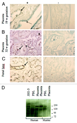 Figure 5. Immunohistochemistry to detect ZFAT on sections of human placentas. (A and B) (19 and 32 weeks of amenorrhea respectively) and (C) (fetal lung). (+) shows the detection with the primary antibody sc-87510 and (-) the negative control of detection without this antibody. Plain arrows show the strong labeling of endothelial cells while dotted arrows point to the syncytiotrophoblast labeling. (D) A western blot of human and mouse tissues revealed by an anti-ZFAT antibody. PBL stands for peripheral blood leukocytes whereas JEG-3 is a human choriocarcinoma cell line commonly used as a model of trophoblast.