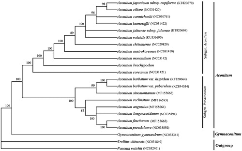 Figure 1. Phylogenetic tree of 22 species using maximum likelihood (ML) analysis. Numbers in the nodes are bootstrap values with 1000 replicates.