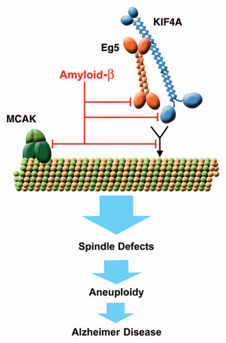 Figure 9 Inhibition of the mitotic kinesins by Aβ 1–42 leads to disruption of proper mitosis and contributes to the development of Alzheimer disease. Alzheimer Aβ through direct inhibition of the mitotic motors Eg5, KIF4A and MCAK, and/or by binding to MTs and abrogating the normal interaction of Eg5 and KIF4A with MTs may reduce the amount of functional motor proteins participating in the assembly and maintenance of the mitotic spindle. This leads to the generation of aberrant and defective mitotic structures incapable of faithful chromosome partitioning during anaphase, which in turn, provokes chromosomal mis-segregation and the generation of aneuploid cells. Aneuploidy within the neuronal progenitor cells might lead to the depletion of normal neurogenesis and contribute to the generation of Trisomy 21 and other aneuploid neurons prone to apoptosis and overproduction of Aβ peptide. Neuronal loss caused by the aberrant chromosomal content may contribute to the brain malfunctions associated with AD.