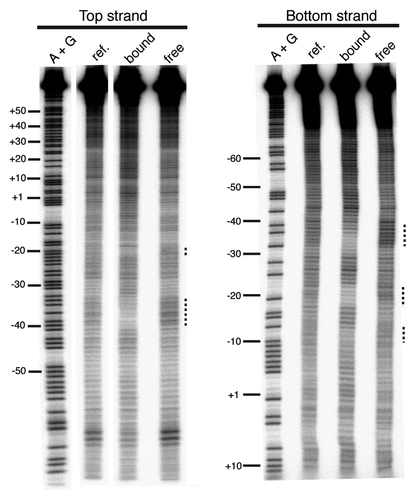 Figure 5 Missing nucleoside footprint of the R2Lp ZF3-Myb polypeptide. The denaturing polyacrylamide gel used to assay the missing nucleoside footprint of the R2Lp ZF3-Myb polypeptide bound to the 150 bp target DNA substrate is presented. Top strand labeled data is on the left and bottom strand labeled data is on the right. The lanes marked A+G are adenosine plus guanosine cleaved target DNAs that are used linear guides to determine location along the target DNA. The lanes marked “ref.” is the hydroxyradical treated DNA (i.e., the “missing nucleoside” DNA). The lanes marked “free” and “bound” are missing nucleoside DNA that was exposed to protein in a binding reaction in which about 50% of the DNA substrate was bound by protein. The bound and free DNA fractions in the binding reaction were fractionated by EMSA prior to denaturing gel electrophoresis. Nucleotides involved in DNA binding are marked with a black dotted line.