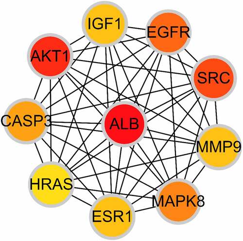 Figure 4. The PPI network of 10 hub genes. IGF1: Insulin-like growth factor 1; AKT1: AKT Serine/Threonine Kinase 1; CASP3: Caspase 3; HRAS: HRas Proto-Oncogene, GTPase; ESR1: Estrogen Receptor 1; MAPK8: Mitogen-Activated Protein Kinase 8; MMP9: Matrix Metallopeptidase 9; SRC: SRC Proto-Oncogene, Non-Receptor tyrosine kinase; EGFR: Epidermal Growth Factor Receptor; ALB: Albumin