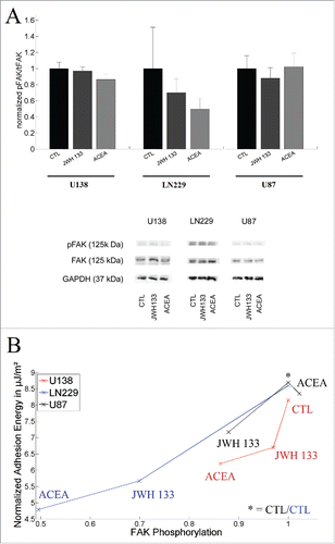 Figure 3. Measurement of the phosphorylation of focal adhesion kinases (FAK) for each cell line. (A) Top: No significant change of the phosphorylation ratio of FAK was observed for the used cells after 24 h of cannabinoid treatment (U138: nCTL = 4, nJWH133 = 4, nACEA = 4; LN229: nCTL = 5, nJWH133 = 5, nACEA = 5; U87: nCTL = 7, nJWH133 = 7, nACEA = 7). Values are given as mean with SEM. Bottom: representative Western Blots with pFAK, FAK and GAPDH. (B) Plot of the normalized adhesion energy and the normalized relative FAK phosphorylation. An increase in FAK phosphorylation is associated with an increase in normalized adhesion energy, with a spearman correlation coefficient r = 0.90.
