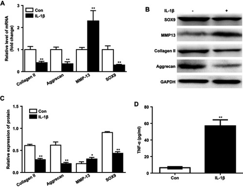 Figure 2 IL-1β induced inflammatory response in human chondrocytes. (A) CHON-001 cells were stimulated with IL-1 β (10 ng/mL) for 24 hrs. Relative gene expressions of collagen II, aggrecan, MMP13 and SOX9 in human cells were detected with real-time qPCR. **P<0.01 compared with control group, n=3. (B) Protein expressions of collagen II, aggrecan, MMP13 and SOX9 in CHON-001 cells after treating with IL-1β for 72 hrs were detected with Western blot. (C) Relative protein expressions of collagen II, aggrecan, MMP13 and SOX9 in cell were quantified. *P<0.05, **P<0.01 compared with control group, n=3. (D) CHON-001 cells were treated with IL-1β for 72 hrs, and the concentrations of TNF-α in cell medium were evaluated with ELISA. **P<0.01 compared with control group, n=3.