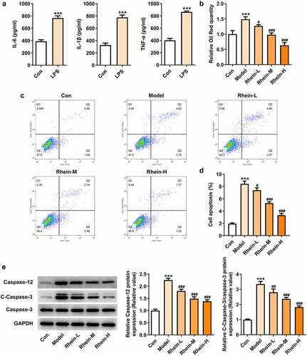 Figure 11. Rhein treatment decreased lipid formation and apoptosis of 3T3-L1 induced by inflammatory factors. The supernatant culturing Raw246.7 cells with LPS stimulation was collected and used to incubate with 3T3-L1 preadipocytes. (a). The levels of inflammatory factors, IL-6, IL-1β and TNF-α, in LPS-induced Raw246.7 macrophages. (b). Quantitative analysis of lipid droplet accumulation. (c, d). Detection of cell apoptosis by flow cytometry in 3T3-L1 cells. (e). Representative images of caspase12, caspase3 and cleaved caspase3 expression by Western blot. Statistical analysis was performed using one-way ANOVA followed by Tukey’s multiple comparison test. Each experiment was repeated at least three times. ***p < 0.001 versus control, #p < 0.05, ##p < 0.01, ###p < 0.001 versus Model