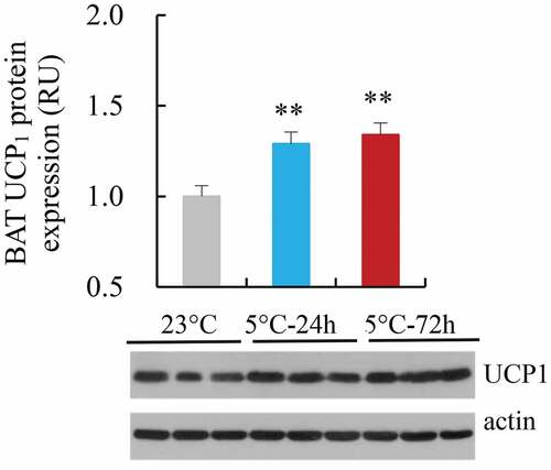 Figure 7. The protein expression of uncoupling protein 1 of brown adipose tissue (BAT UCP1) in striped hamsters subjected to repeated cold (5°C) and warm (23°C) temperature cycles. 23 oC, animals maintained at room temperature (23°C) throughout the experiment. Cold-24 h and Cold-72 h, animals exposed to 6 cold and warm temperature cycles (24 h at 5°C followed by 6 days at 23°C, and 72 h at 5°C followed by 4 days at 23°C) from the 2nd to 7th week of the experiment. Data are means ± s.e.m. ** P<0.01.