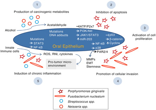 Fig. 1.  The possible mechanisms by which oral bacteria contribute to oral carcinogenesis. ROS, reactive oxygen species; RNI, reactive nitrogen intermediates, MMPs, matrix metalloproteinases; PAR, protease-associated receptor; EMT, epithelial to mesenchymal transition.