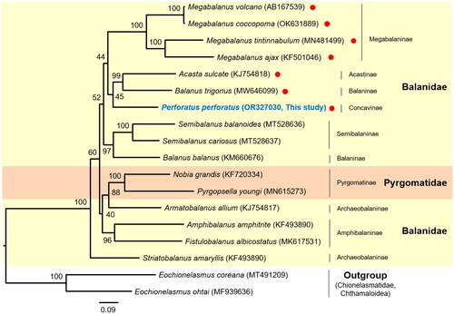 Figure 3. The phylogenetic tree of two families in balanoidea (Balanidae and pyrgomatidae) within balanoidea. The tree was obtained using concatenated nucleotide sequences of 13 protein-coding genes and two rRNAs using the maximum likelihood method. The numbers at each node indicate the bootstrap values. The scale bar indicates the number of substitutions per site. Two chionelasmatidae species (Eochionelasmus coreana and E. ohtai) in chthamaloidea were used as outgroups. Red dots indicate the species with an inverted sequence block (trnP-ND4L-ND4-trnH-ND5-trnF) between trnS(gct) and trnT. The following sequences were used: Acasta sulcate KJ754818 (Unpublished); Balanus trigonus MW646099 (Liu et al. Citation2021); Perforatus perforatus OR327030 (This study); Megabalanus tintinnabulum MN481499 (Feng et al. Citation2019); Megabalanus ajax KF501046 (Shen et al. Citation2016); Megabalanus volcano AB167539 (Unpublished); Megabalanus coccopoma OK631889 (Zhang et al. Citation2023); Semibalanus cariosus MT528637 (Nunez et al. Citation2021); Semibalanus balanoides MT528636 (Nunez et al. Citation2021); Balanus balanus KM660676 (Shen et al. Citation2016); Pyrgopsella youngi MN615273 (Unpublished); Nobia grandis KF720334 (Shen et al. Citation2016); Armatobalanus allium KJ754817 (Unpublished); Amphibalanus amphitrite KF493890 (Shen et al. Citation2015); Fistulobalanus albicostatus MK617531 (Song et al. Citation2020); Striatobalanus amaryllis KF493890 (Tsang et al. Citation2015); Eochionelasmus coreana MT491209 (Lee et al. Citation2021); and Eochionelasmus ohtai MF939636 (Kim et al. Citation2017).