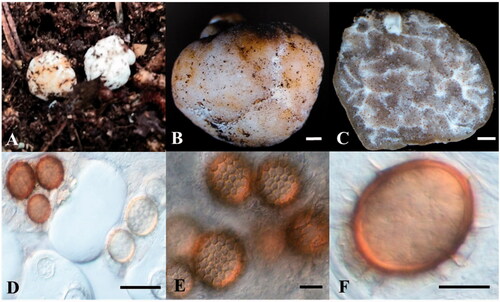 Figure 1. Morphological characteristics of Tuber koreanum. Ascoma (A, B), gleba and peridium (C), asci (D), and ascospores (E, F) (scale bars: B, C = 1000 μm, D = 100 μm, E, F = 10 μm).