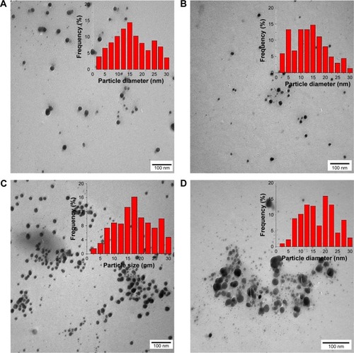 Figure 3 Representative TEM micrographs for the aqueous dried AgNPs (100 µg AgNPs/mL): (A) uncoated AgNPs; (B) SDS-coated AgNPs; (C) PEG-coated AgNPs (×100,000); (D) β-CD-coated AgNPs (×140,000) with sizes =15.7±4.8, 13±4, 19.2±3.6, and 14±4.4 nm, respectively (n=50, bar represents 100 nm). Insets indicate histograms of AgNPs size distribution.Abbreviations: TEM, transmission electron microscopy; AgNPs, silver nanoparticles; SDS, sodium dodecyl sulfate; PEG, polyethylene glycol; β-CD, β-cyclodextrin.