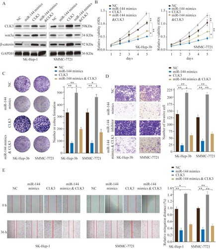 Figure 7 MiR-144 inhibits proliferation and metastasis of HCC cells in vitro by repressing CLK3. SMMC-7721 or SK-hep-1 cells were transfected with NC, miR-144 mimics, CLK3 overexpression only, or miR-144 mimics & CLK3 overexpression plasmid. (A) The expression levels of CLK3, Wnt3a and β-catenin were analyzed by Western blot 48 hrs later. (B) Cell proliferation was determined by CCK-8 cell proliferation assays. (C) Colonies of SMMC-7721 or SK-hep-1 cells in different groups were determined by colony formation assay. (D) Cell invasion capability of SMMC-7721 or SK-hep-1 cells in different groups was analyzed by transwell assay. (E) Cell migration capability of SMMC-7721 or SK-hep-1 cells in different groups was analyzed by wound-healing assay. *p < 0.05, **p < 0.01.