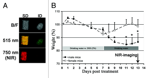 Figure 1. Low fluorescence of imaging diet (ID) in the NIR wavelength and weight loss of mice subjected to a DSS-induced IBD. (A) Imaging diet (ID) provides better noise-to-signal compared to standard diet (SD) in the NIR wavelength of light compared to "green fluorescent" wavelength of light (515 nm). B/F-bright field. (B) Weight loss of female and male C57BL/6J mice subjected to DSS (2% w/v) in the drinking water. *P < 0.05, the Student t test.