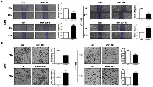 Figure 3 miR-204 inhibits cell migration and invasion of bladder cancer cells. (A) Cell migration ability was investigated with wound healing assay and the images were taken at 0 and 72hrs after miR-204 mimics or inhibitor transfection (40×). (B) Cell invasion ability was investigated with transwell assay and the images were taken at 72hrs after miR-204 mimics or inhibitor transfection (100×). Representative images are shown (left panel). The quantitative results represent the mean±SD in triplicate using the bar graph (right panel). **P<0.01, ***P<0.001.