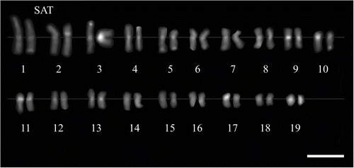 Figure 5 Karyogram of Miscanthus sacchariflorus M115 genotype (2n  =   38), C-banding/DAPI staining. Satellite chromosomes (SAT) indicated. Scale bar   =   5 μm.