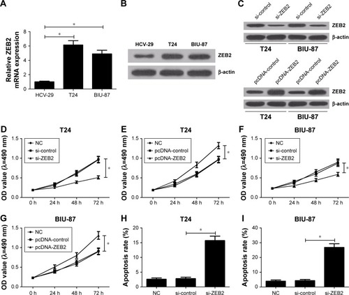 Figure 3 Knockdown of ZEB2 suppressed bladder cancer cell proliferation and induced apoptosis in vitro.