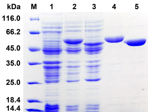 Figure 3. Representative SDS-PAGE of the two recombinant STHs. M, protein marker; lane 1, crude extracts of cells harboring pET-28b(+) with IPTG induction; lane 2, 3, crude extracts of cells harboring recombinant plasmid pET-AbSTH and pET-NjSTH with IPTG induction; lane 4, 5, purified recombinant AbSTH and NjSTH.