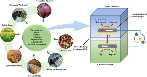 Figure 3. Microbial fuel cells (MFC) for bioelectricity production from a variety of biomass and waste sources.