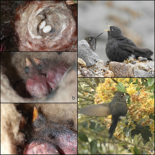 Figure 4. Nests of Blue-mantled Thornbill Chalcostigma stanleyi, Cajas National Park, Azuay. Nest 1: (a) Eggs, 22 March 2019. Nest 2: (b) 2nd day from the hatching of the first egg, 8 May 2019, (c) 8th day, 14 May 2019, (d) Fledgling fed by an adult female, 10 June 2019. Nest 3: (e) Juvenile feeding on Gynoxys sp., 22 June 2019. Photos PMA.