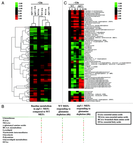 Figure 1. Metabolomics profiling of atg5−/− MEFs in full medium is similar to that of WT MEFs after 6 h of glutamine deprivation. (A) Double dendrogram cluster analyses defining the effect of glutamine deprivation on metabolic intermediates by comparing biomolecule levels in sample sets shown in Figure S1. (B) Compendium of global metabolic profiling. Red ↑, increasing level; Green ↓, decreasing level; -, no difference. (C, upper panel) Hierarchical cluster analysis examining selected biomolecules selected from Figure S1. (Lower panel) Heatmap profile of putrescine, glutamine, reduced and oxidized glutathione, phosphoethanolamine, PRPP, spermine and spermidine in WT and atg5−/− MEFs after glutamine withdrawal (6 and 24 h). (B and C) Signal fold change was normalized to 0 h WT (0 h) as 1. All data points were log2 transformed and used to calculate the Self-Organizing Map. Transformed fold changes are shown in green (decreasing) and red (increasing).