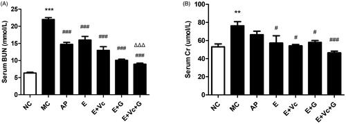 Figure 5. Effect of EGCG combined with Vc and glycerol on serum BUN (A) and Cr (B) levels in the hyperuricemic mice. Values are means ± SE (n = 6). **p < 0.01, ***p < 0.001 when compared with the NC group; #p < 0.05, ###p < 0.001 when compared with the MC group. ΔΔΔp < 0.001 when compared with the E group.