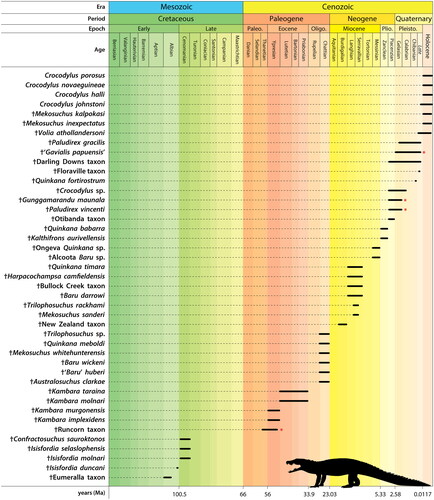 Figure 3. Stratigraphical age ranges of documented Australasian crocodyliform taxa. Red asterisk * denotes the uncertain late Paleocene to early Eocene age of the ‘Runcorn taxon’; Pliocene–Pleistocene Gunggamarandu maunala; mid-Pliocene to ?Late Pleistocene Paludirex vincenti; ?Pleistocene ‘Gavialis papuensis’. Information from the Paleobiology Database (https://paleobiodb.org) accessed on 11 July 2022. Numerical ages from version 2021/10 of the International Chronostratigraphic Chart (https://stratigraphy.org/chart). Abbreviations: Oligo., Oligocene; Paleo., Paleocene; Pleisto., Pleistocene; Plio., Pliocene.
