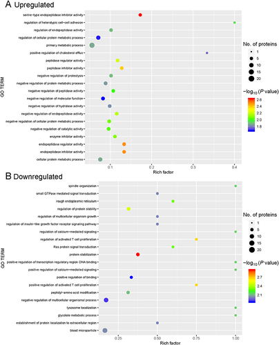 Figure 3 Gene ontology (GO) enrichment for functional terms. (A) Upregulated proteins. (B) Downregulated proteins. The abscissa represents the enrichment factor, showing the percentage of differentially expressed proteins in the GO classification relative to the identified proteins in that classification. The ordinate indicates the GO term description. The size of the bubble represents the number of proteins in the GO classification. The enrichment test P value was obtained using the Fisher exact test; −log10 (P value): the logarithmic conversion of the Fisher exact test P value.